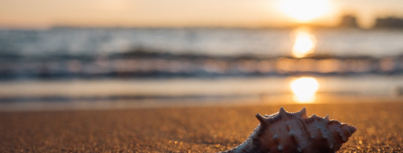 sea shell beach sunset